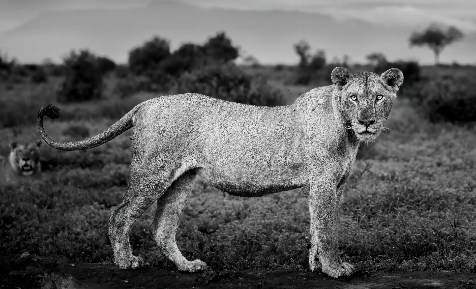 A lioness standing alert on open ground with a second lion resting behind