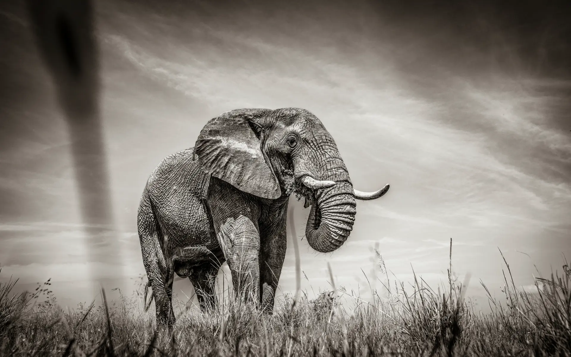 A solitary elephant standing in tall grass beneath a dramatic sky
