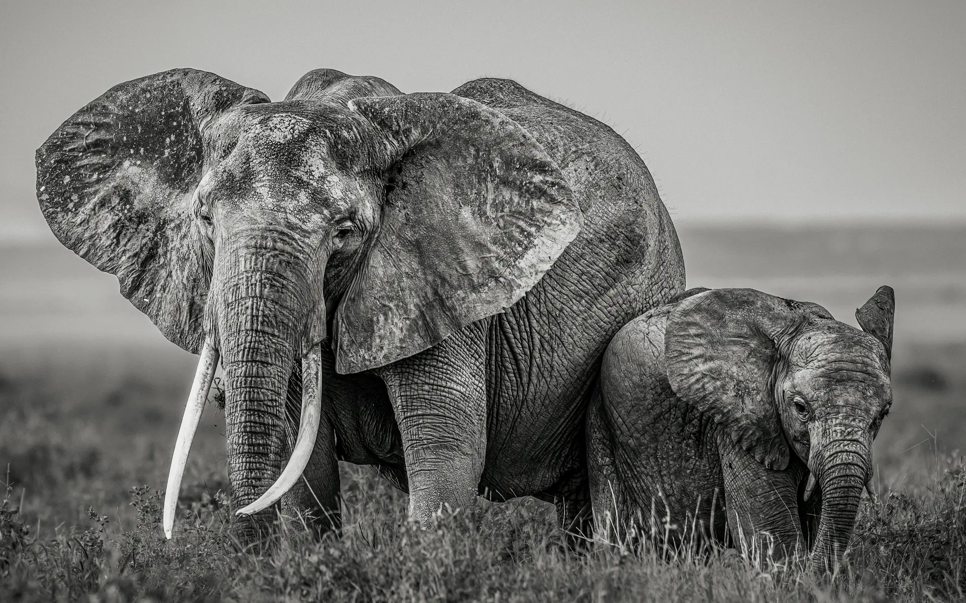 A protective mother elephant with her calf standing close in open grassland