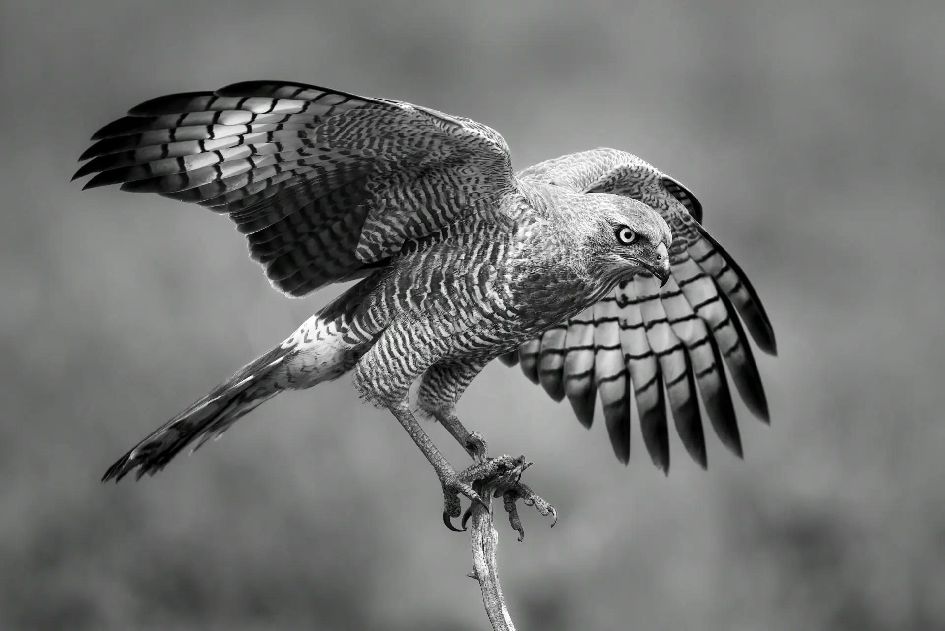 A black and white photograph of a raptor with wings spread, balanced on a bare branch against a soft grey sky