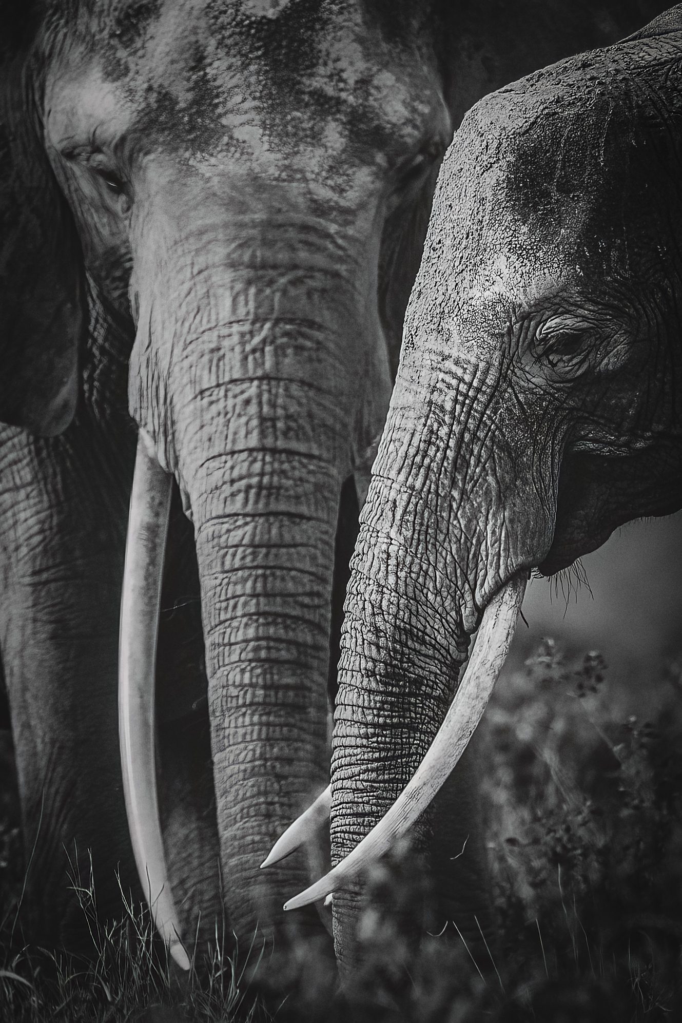 Close monochrome portrait of an elephant with long curving tusks