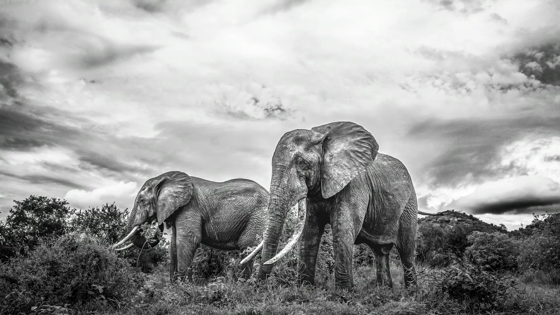 Two tusker elephants side by side beneath a dramatic cloudscape