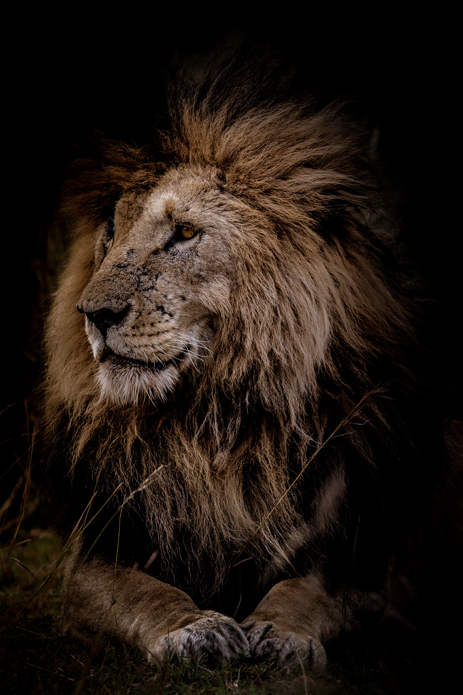 Scar Face, the legendary Masai Mara lion, portrait
