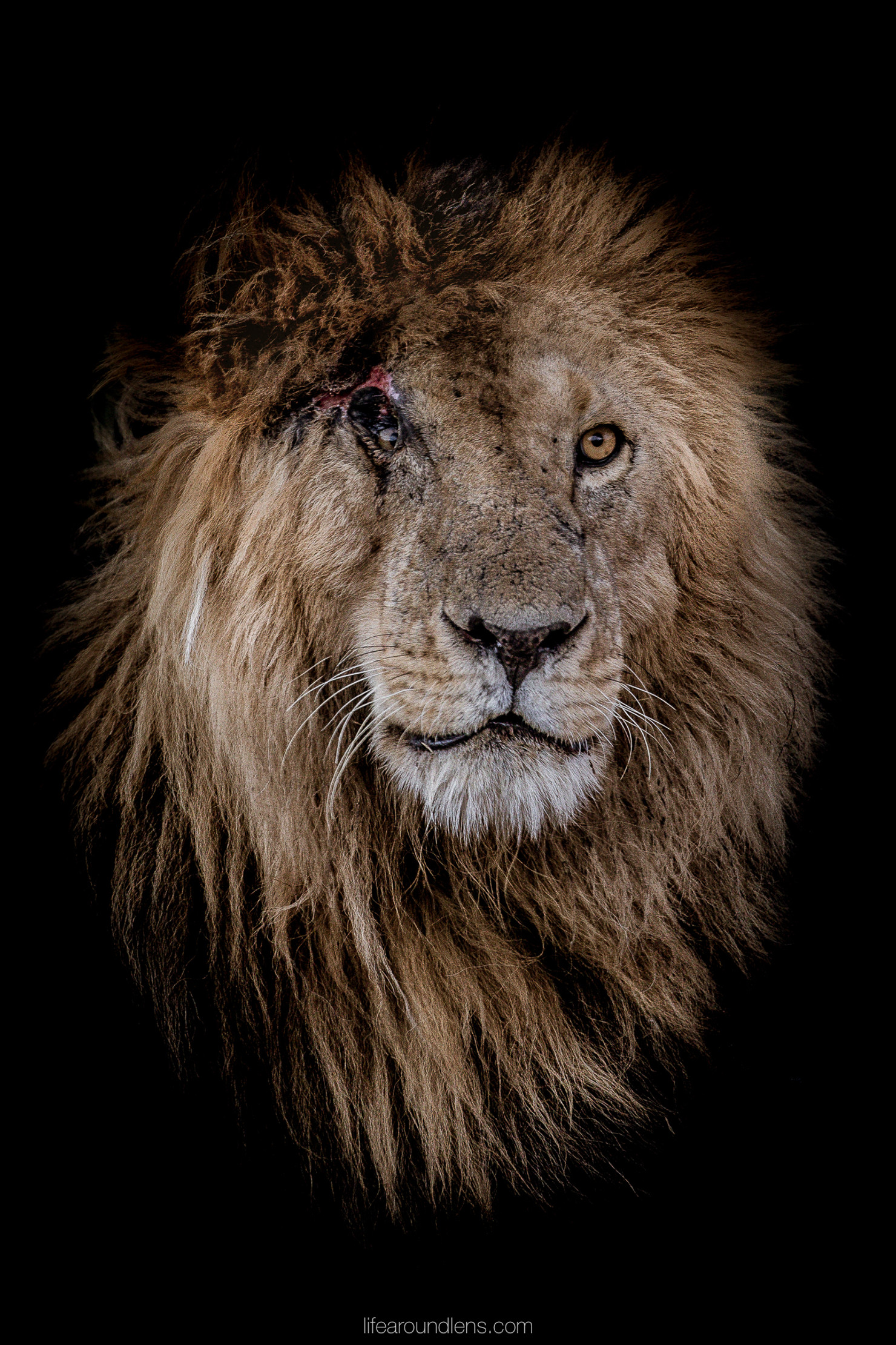 Scar Face resting in the grass of the Masai Mara
